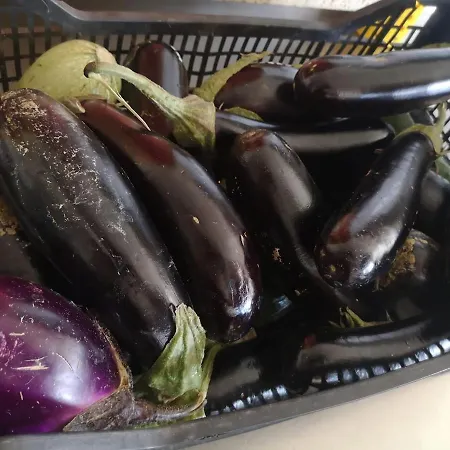 Olimpo Çiftlik konaklama