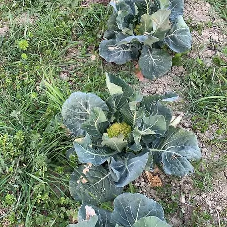 Çiftlik konaklama Olimpo