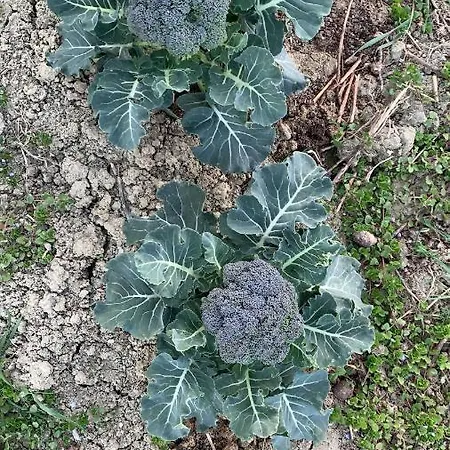 Olimpo * Villa Santa Maria (Abruzzo)