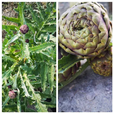 Фермерский дом Olimpo