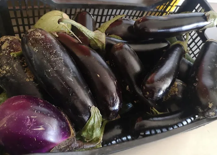 Olimpo Фермерский дом