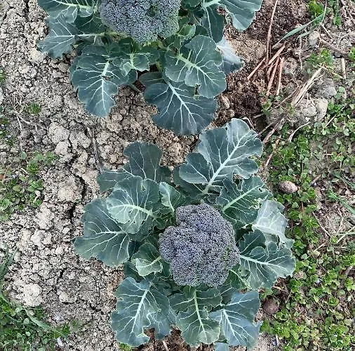 Olimpo * Villa Santa Maria (Abruzzo)