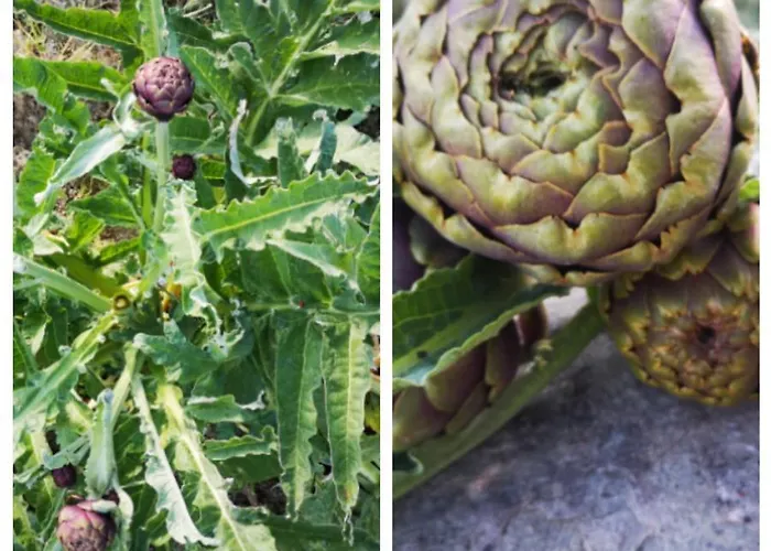 Фермерский дом Olimpo